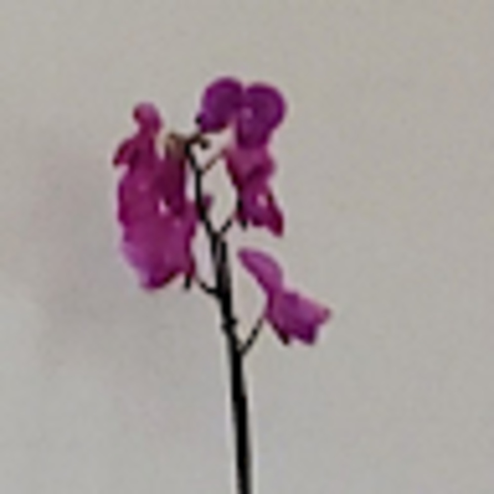 Meet your Posher, Gladys